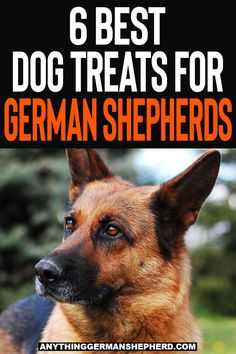 a german shepherd dog with the title interview with the german shepherd dog breeds on it