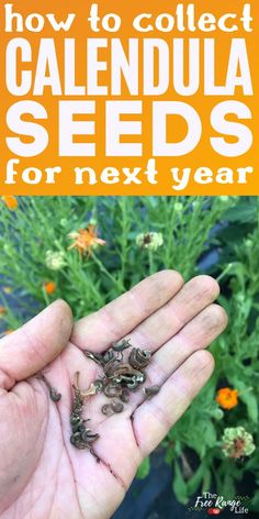 someone holding out their seeds in front of some flowers and plants with the text how to collect calendula seeds for next year