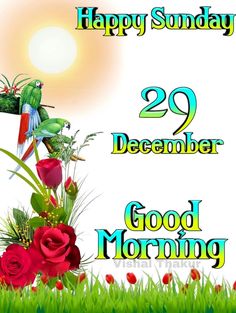 happy sunday 29 december good morning greeting card with red roses and green birds on white background