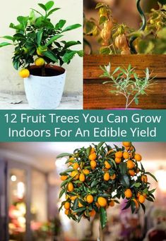 there are many different types of plants in the pot and on the table with text overlay that says, 12 fruit trees you can grow indoors for an edible yield