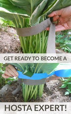 two pictures showing how to tie a plant together