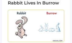 rabbits and rabbits are in the same language, but one rabbit is on the other side