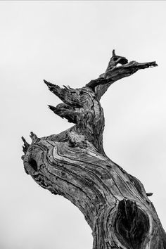 a black and white photo of an old tree trunk with the sky in the background