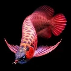 a red and black fish with long, curved fins swimming in the dark water at night