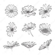 six daisies drawn in black and white