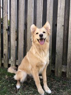 a dog sitting in front of a wooden fence with it's tongue hanging out