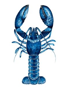 a blue lobster on a white background