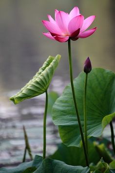 a pink lotus flower sitting on top of a lush green leafy plant next to water