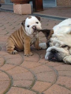 two dogs playing with each other on the ground