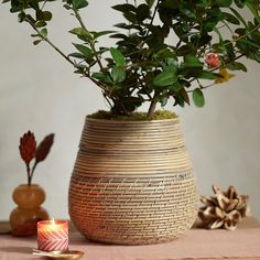 a potted plant sitting on top of a table next to a candle