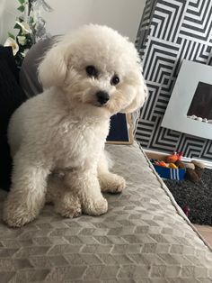 a small white dog sitting on top of a bed