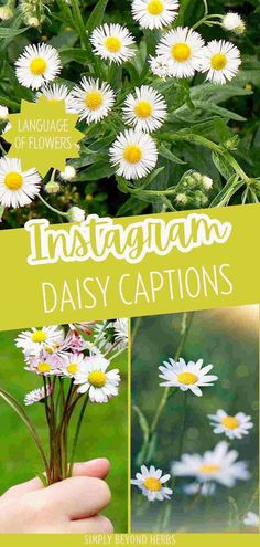 daisies growing in the garden with text overlay that reads language of flowers instagram daisy captions