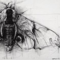 a black and white drawing of a moth