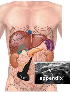 an image of the liver and pancreal in this graphic, there is no image to describe