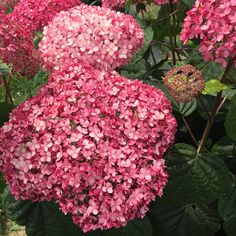 pink flowers are blooming in the garden