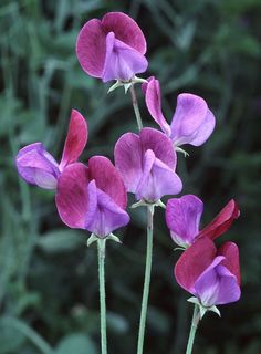 purple and red flowers with green leaves in the background