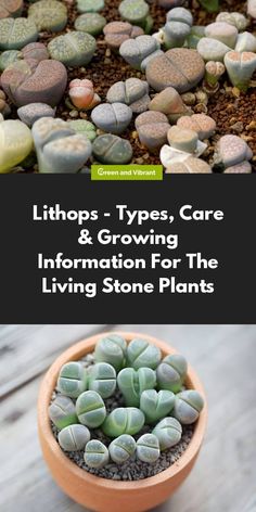 a potted plant with rocks in it and the title, lithos types, care & growing information for the living stone plants