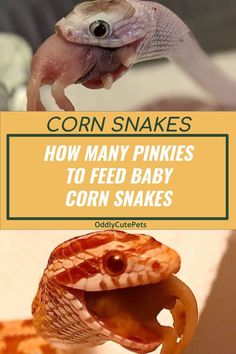 an animal that is looking at the camera with text overlay reading corn snakes how many pinkies to feed baby corn snakes