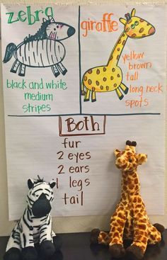 two zebras and a giraffe are sitting in front of a white board