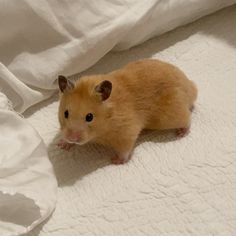 a small brown hamster sitting on top of a bed