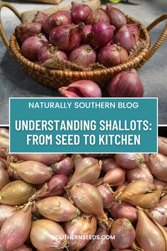 Unlock the deliciousness of shallots! Learn how to grow these gourmet alliums from seed, troubleshoot common problems, and enjoy their sweet, mild flavor in your kitchen.  Get the ultimate guide to shallots and transform your culinary creations. #shallots #gardening #growyourownfood #kitchenherbs #gourmetcooking #southernseeds Garden Vertical, Grow From Seed, Vegetable Garden Raised Beds, Kitchen Herbs, Greenhouse Growing, Heirloom Vegetables, Gourmet Cooking, Pepper Seeds, Home Vegetable Garden