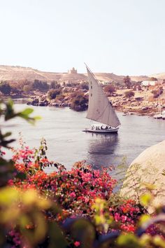 a sailboat is sailing on the water near some rocks and flowers in the foreground