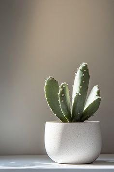 a small cactus in a white pot on a table