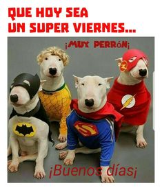 four dogs dressed up as superheros and their names are written on the dog's chest