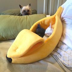 two cats sleeping in a banana shaped bed