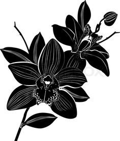 black and white orchids with leaves on a white background stock photo colouring, flower coloring pages, drawing flowers, free images, clip art drawings, ink, person, graphic design projects, illustration art, botanical, silhouette, color pencil, floral