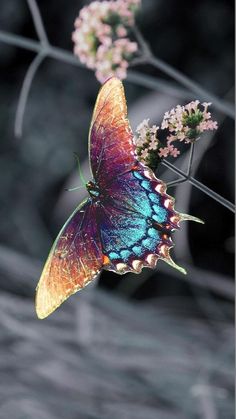 a colorful butterfly sitting on top of a flower