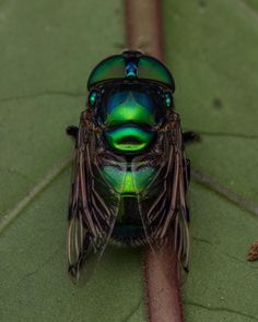 a green and black insect sitting on top of a leaf