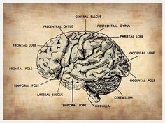 an image of the human brain with labels on it's sides and labeled parts