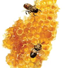 two bees are sitting on some honeycombs