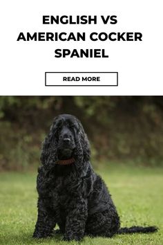 an english cocker spaniel sitting in the grass with text overlay reading english vs american cocker spaniel read more