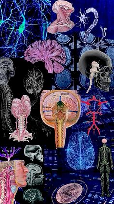 an image of the human body with many different types of organs and their major structures