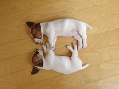 two small dogs laying on the floor playing with each other's head and paws