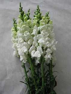 some white flowers are in a green vase