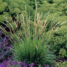 purple and green plants in the middle of a field