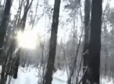 the sun is shining through the trees in the winter forest with snow on the ground