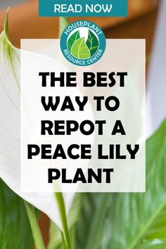 the best way to repot a peace lily plant is by using this simple guide