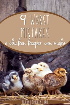 worst mistakes a chicken keeper Backyard Chickens Diy, Urban Chicken Farming, Raising Quail, Raising Chicks, Chicken Keeping, Diy Chicken Coop Plans, Urban Chickens, Hatching Chicks, Backyard Chicken Farming