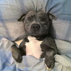 a black and white dog laying on top of a bed