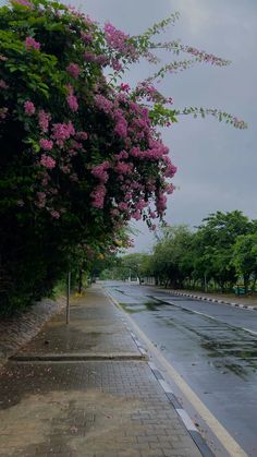 an empty street with purple flowers on the trees