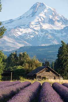 a large mountain is in the distance behind a field of lavenders and a barn