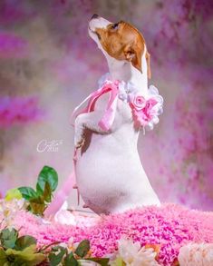 a dog is dressed in pink and white with flowers on it's back legs