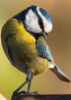 a small blue and yellow bird perched on top of a piece of wood