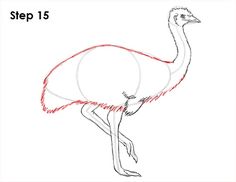 how to draw an ostrich step by step