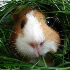 a brown and white guinea pig peeking out from the grass in front of its face