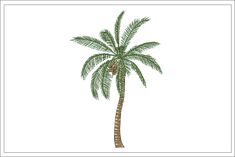 a drawing of a palm tree on a white background